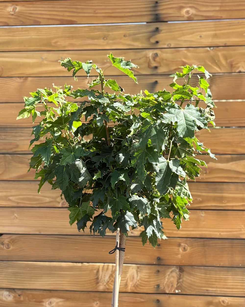 Kugel-Ahorn – Acer platanoides ‘Globosum’ (Hochstamm) (Pre Sale)