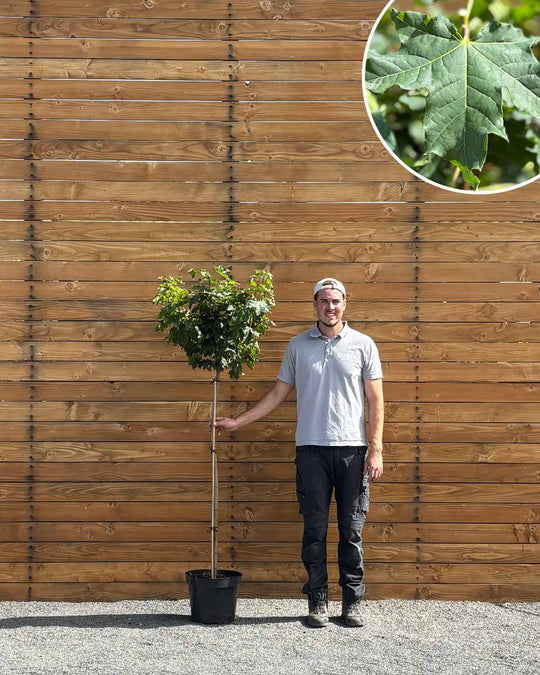 Kugel-Ahorn – Acer platanoides ‘Globosum’ (Hochstamm) (Pre Sale)