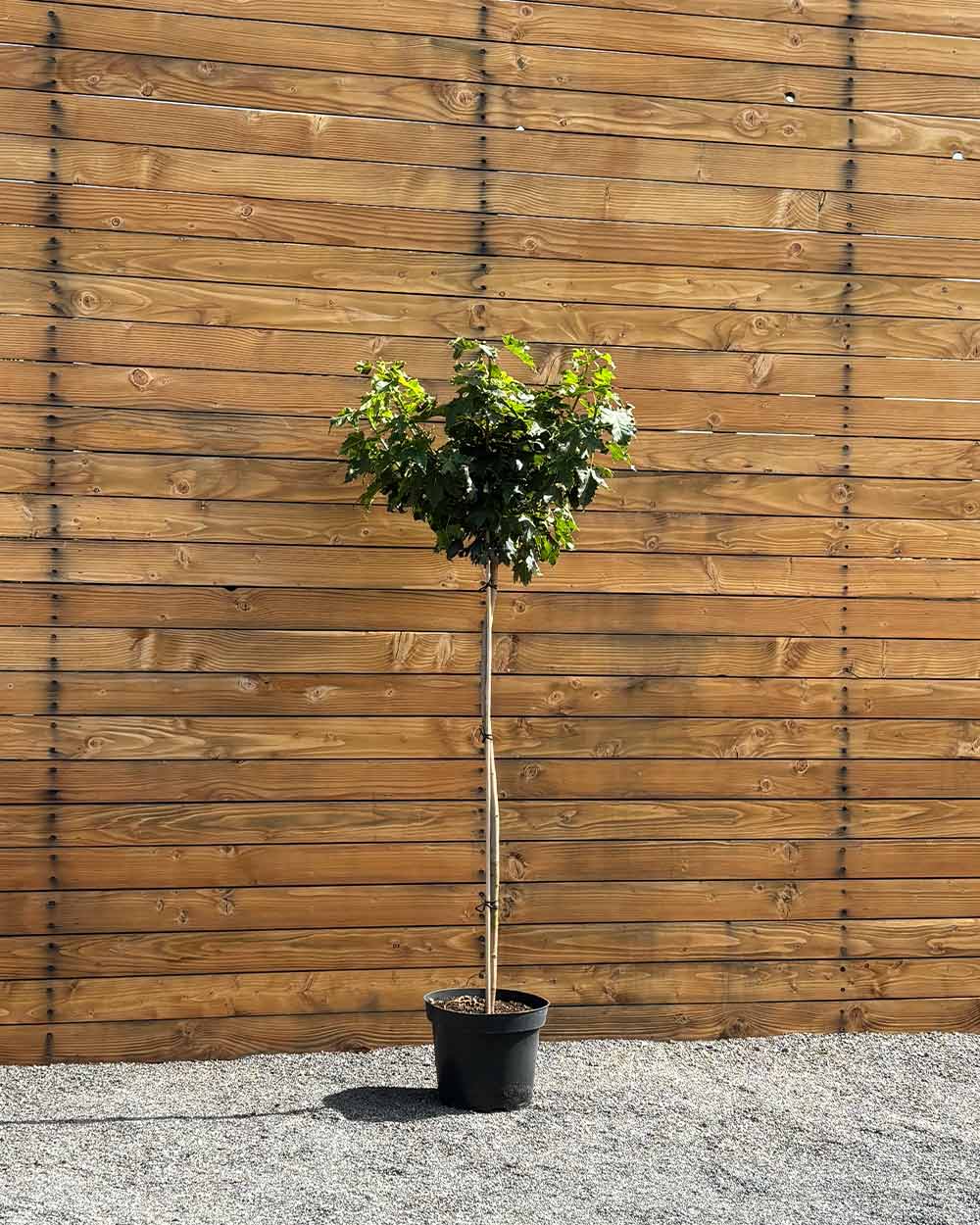 Kugel-Ahorn – Acer platanoides ‘Globosum’ (Hochstamm) (Pre Sale)
