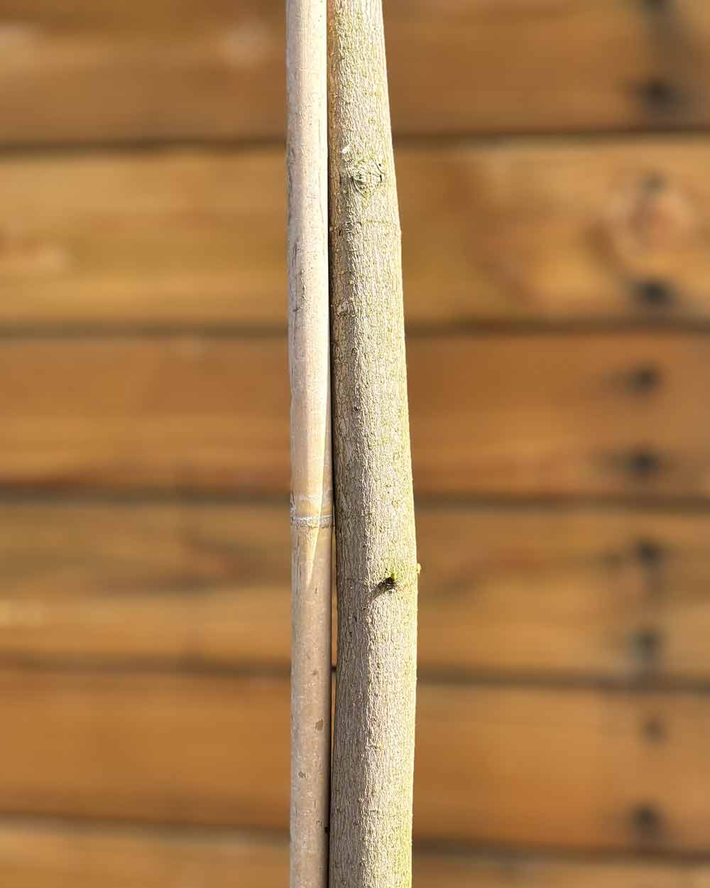 Kugel-Ahorn – Acer platanoides ‘Globosum’ (Hochstamm) (Pre Sale)