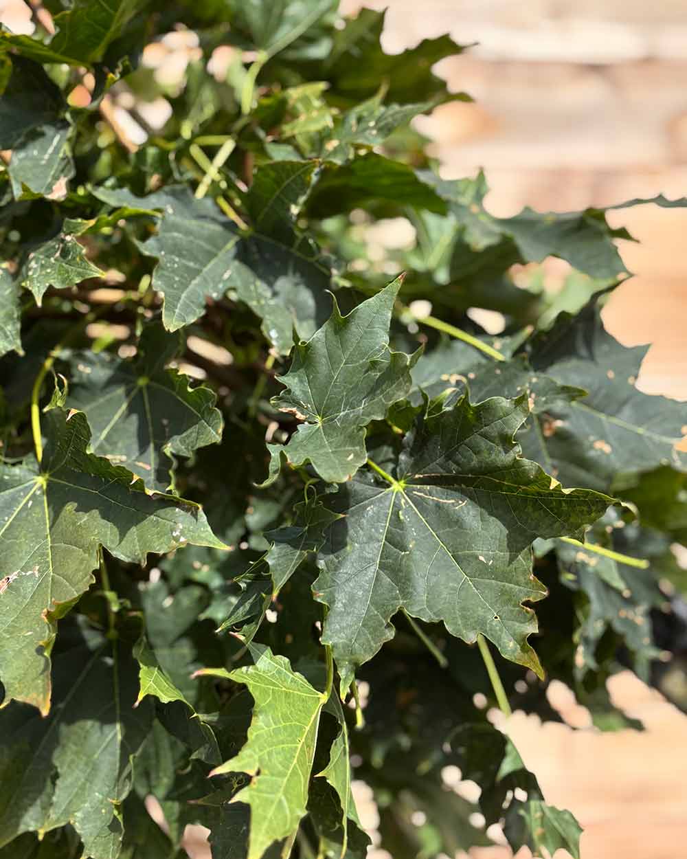 Kugelahorn "Acer pl. ‘Globosum’" Hochstamm
