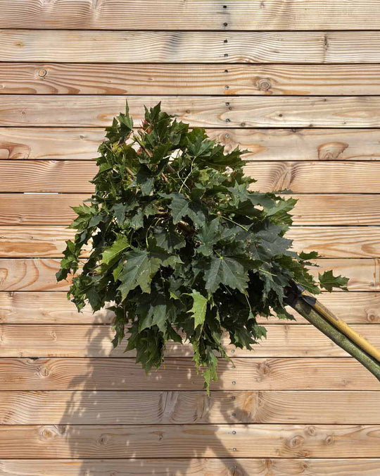 Kugelahorn "Acer pl. ‘Globosum’" Hochstamm