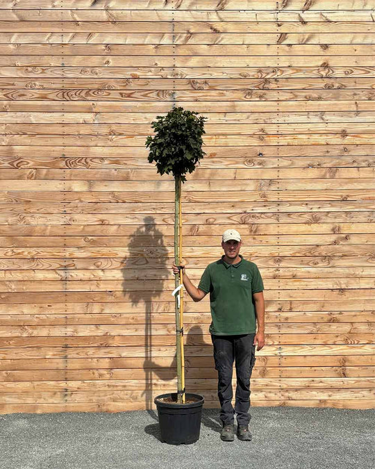 Kugelahorn "Acer pl. ‘Globosum’" Hochstamm