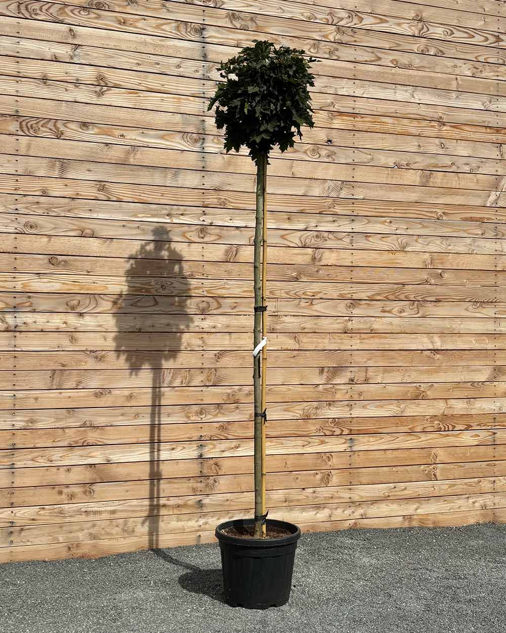 Kugelahorn "Acer pl. ‘Globosum’" Hochstamm