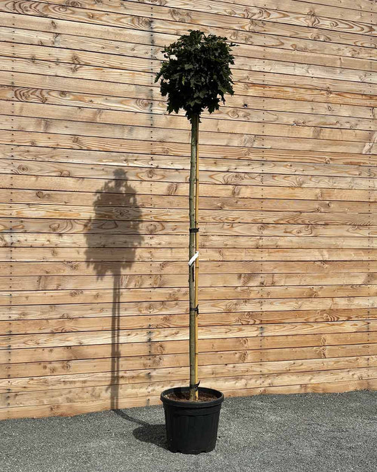 Kugelahorn "Acer pl. ‘Globosum’" Hochstamm