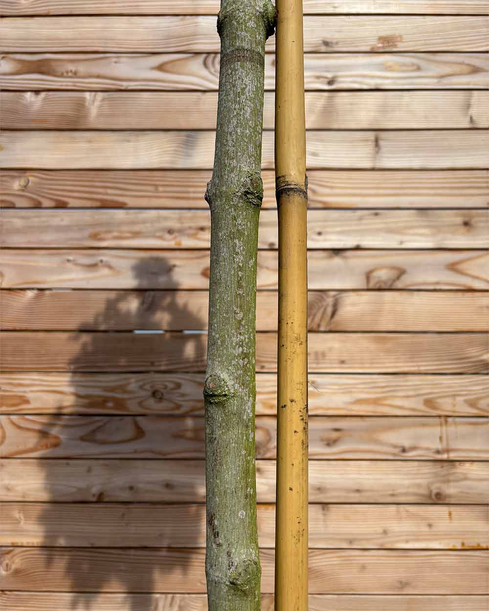 Kugelahorn "Acer pl. ‘Globosum’" Hochstamm