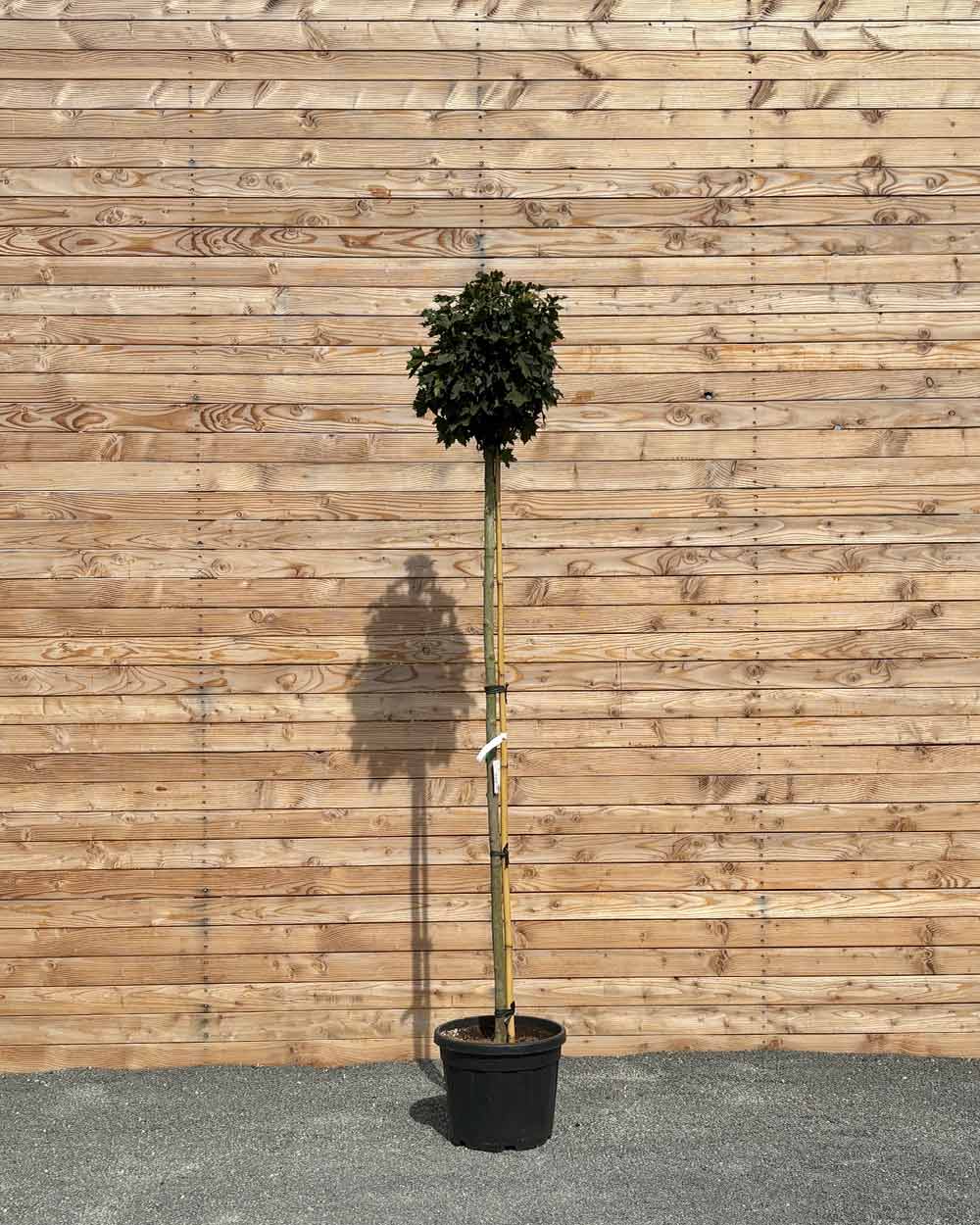 Kugelahorn "Acer pl. ‘Globosum’" Hochstamm
