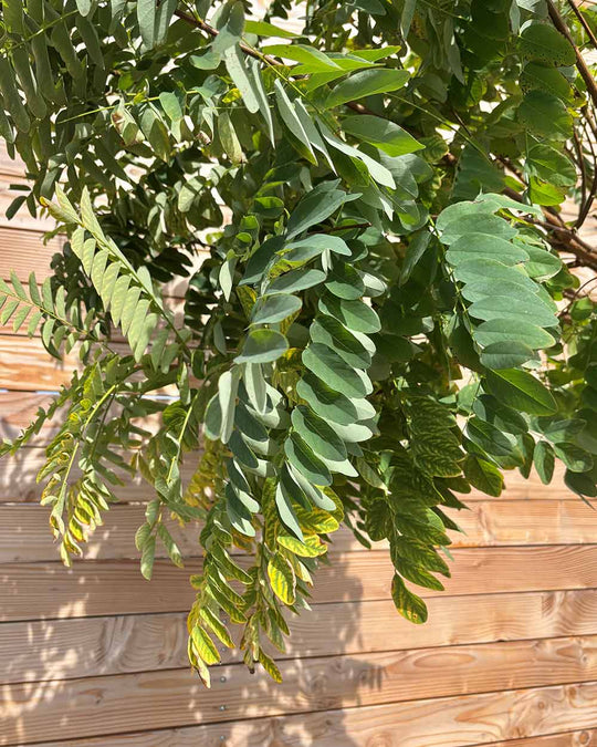 Kugel-Robinie "Robinia pseudoacacia ‘Umbraculifera’" Hochstamm