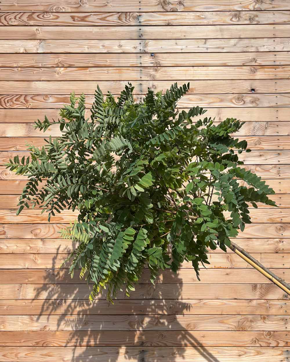 Kugel-Robinie "Robinia pseudoacacia ‘Umbraculifera’" Hochstamm