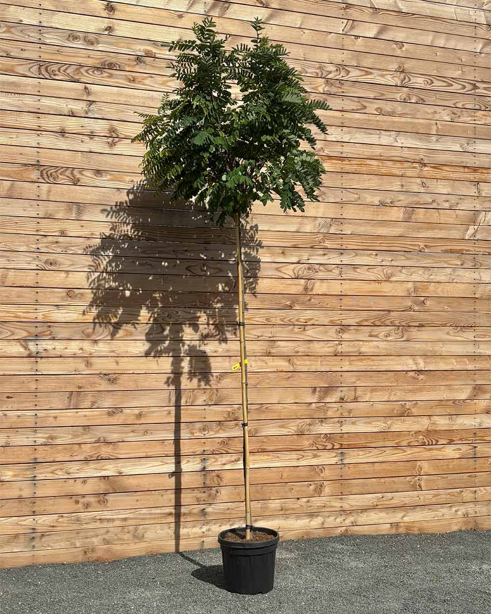 Kugel-Robinie "Robinia pseudoacacia ‘Umbraculifera’" Hochstamm