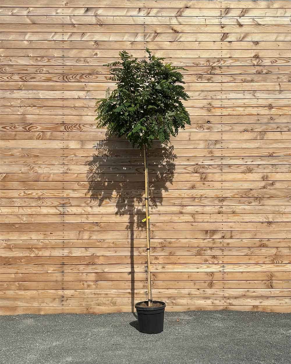 Kugel-Robinie "Robinia pseudoacacia ‘Umbraculifera’" Hochstamm