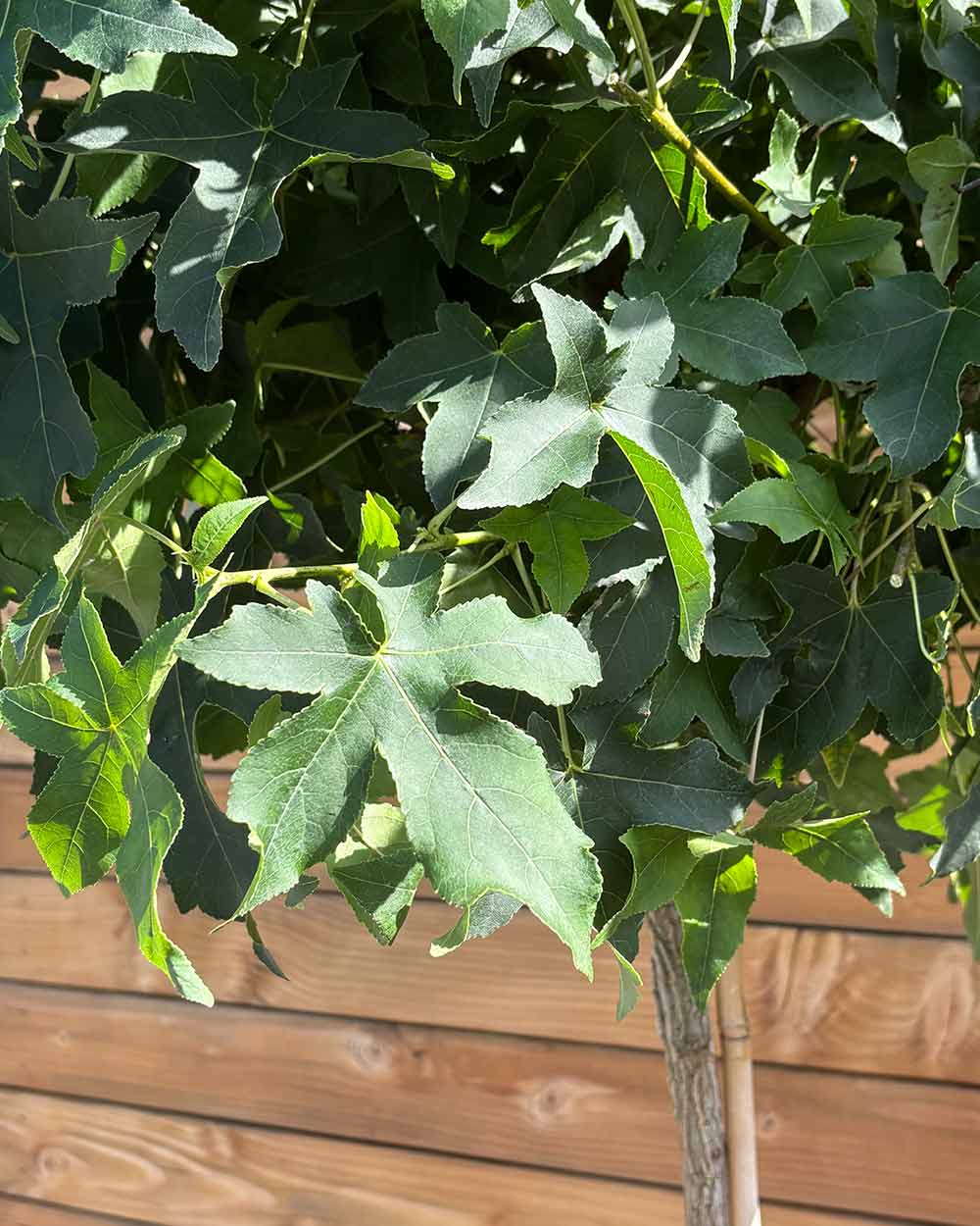 Kugel-Amberbaum – Liquidambar styraciflua ‘Gum Ball’ (Hochstamm) (Pre Sale)