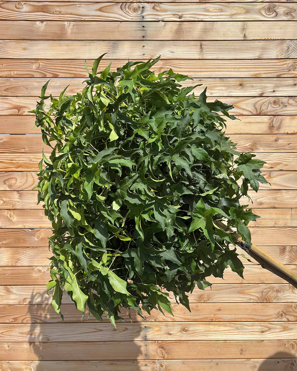 Amberbaum "Liquidambar styraciflua ‘Gumball’" Hochstamm