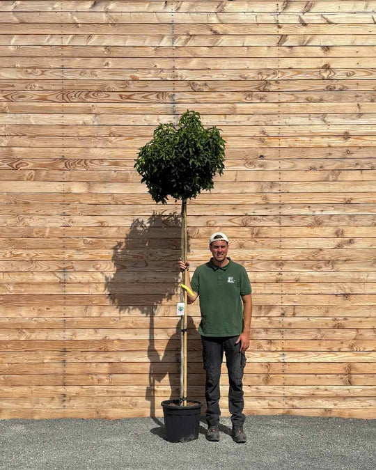 Amberbaum "Liquidambar styraciflua ‘Gumball’" Hochstamm