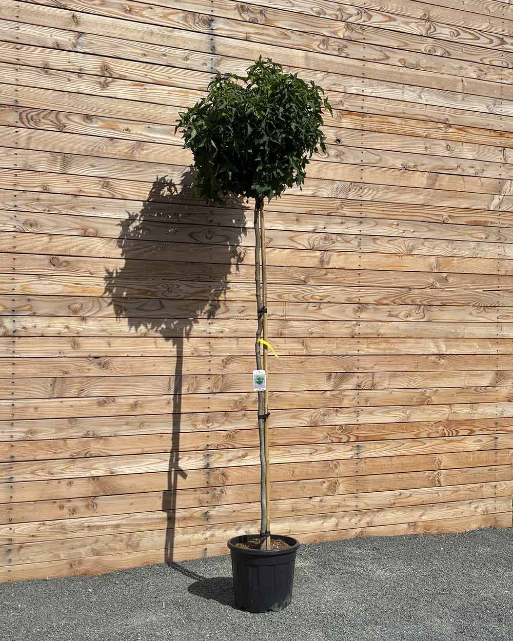 Amberbaum "Liquidambar styraciflua ‘Gumball’" Hochstamm