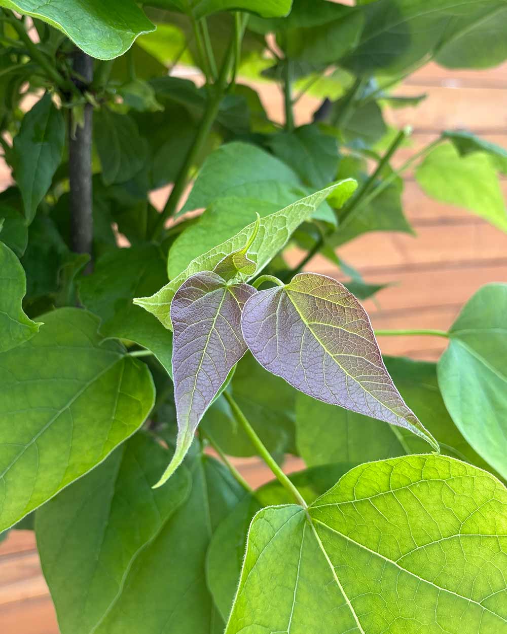Großkroniger Trompetenbaum – Catalpa bungei