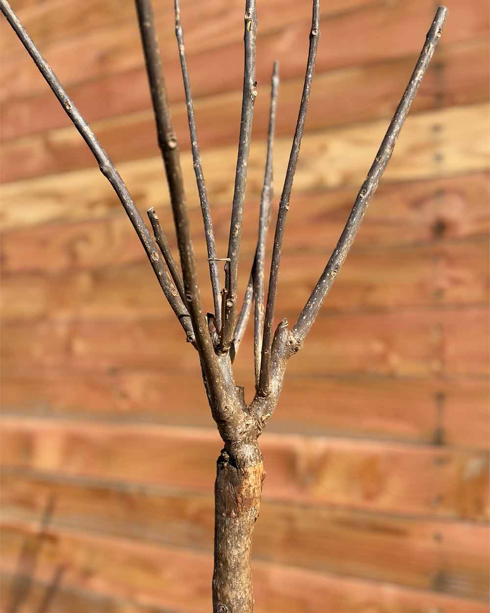 Großkroniger Trompetenbaum – Catalpa bungei