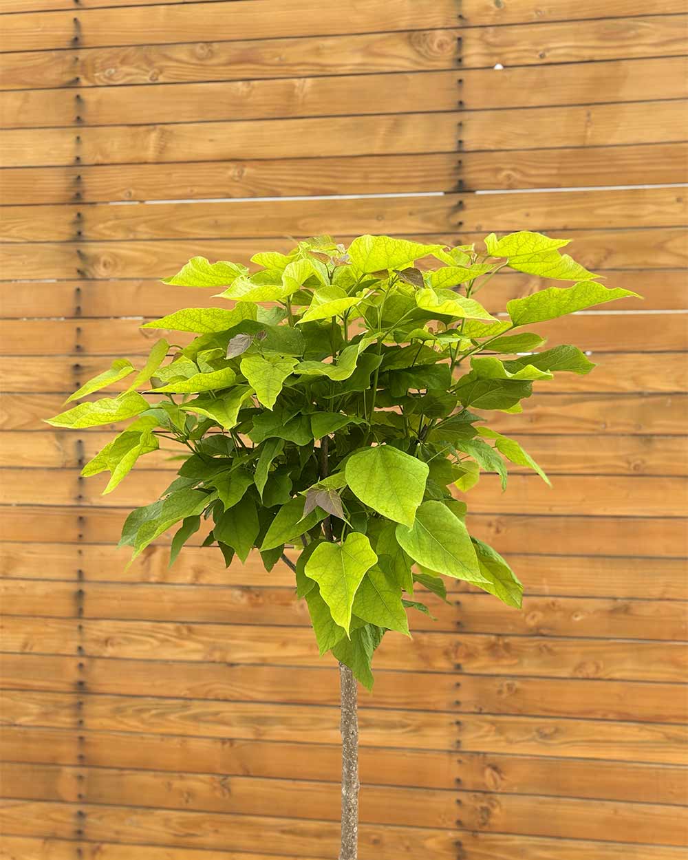 Großkroniger Trompetenbaum – Catalpa bungei