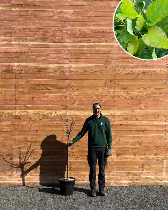 Großkroniger Trompetenbaum – Catalpa bungei