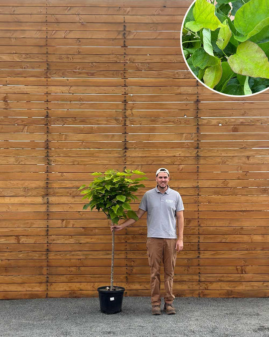 Großkroniger Trompetenbaum – Catalpa bungei