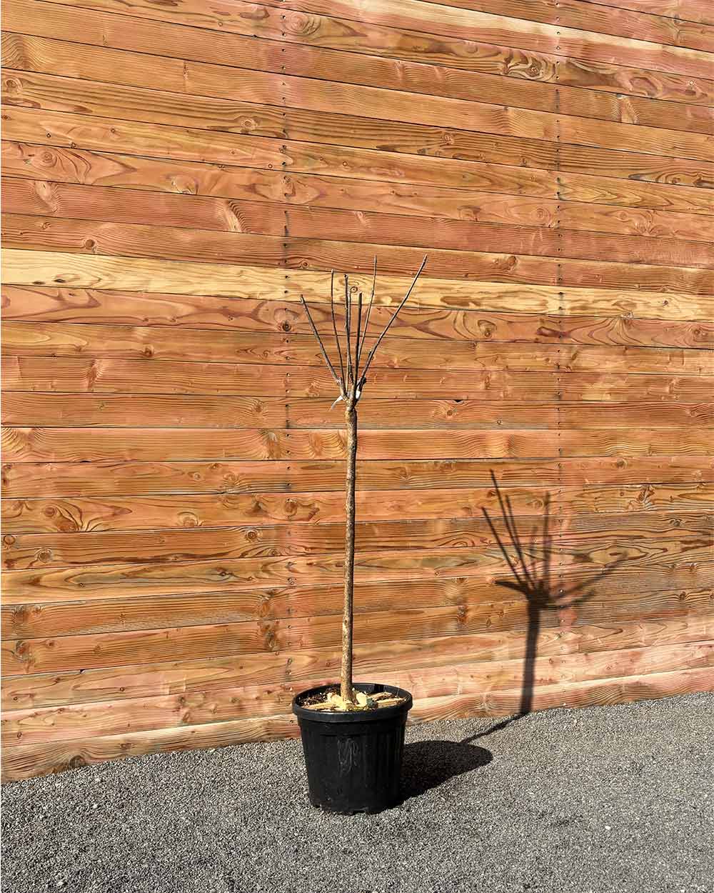 Großkroniger Trompetenbaum – Catalpa bungei