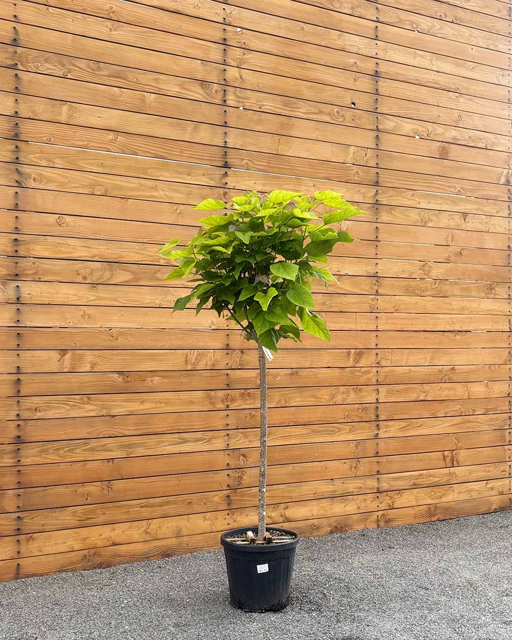 Großkroniger Trompetenbaum – Catalpa bungei