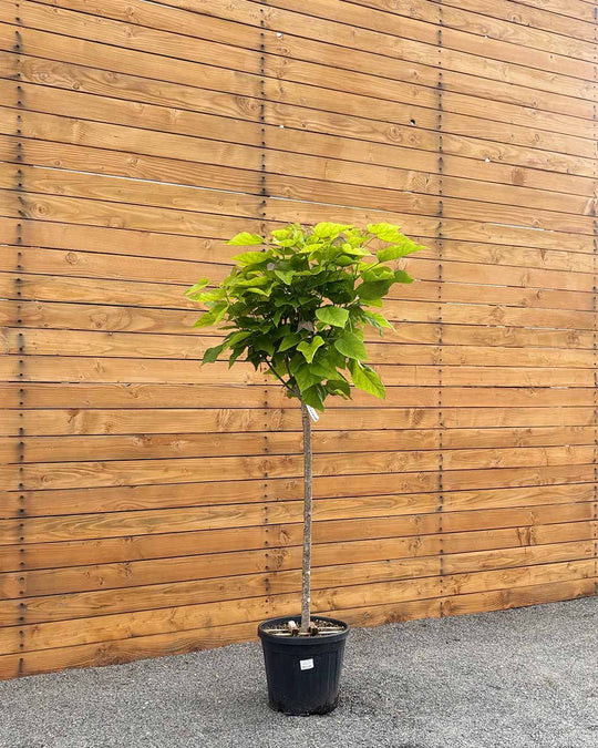 Großkroniger Trompetenbaum – Catalpa bungei