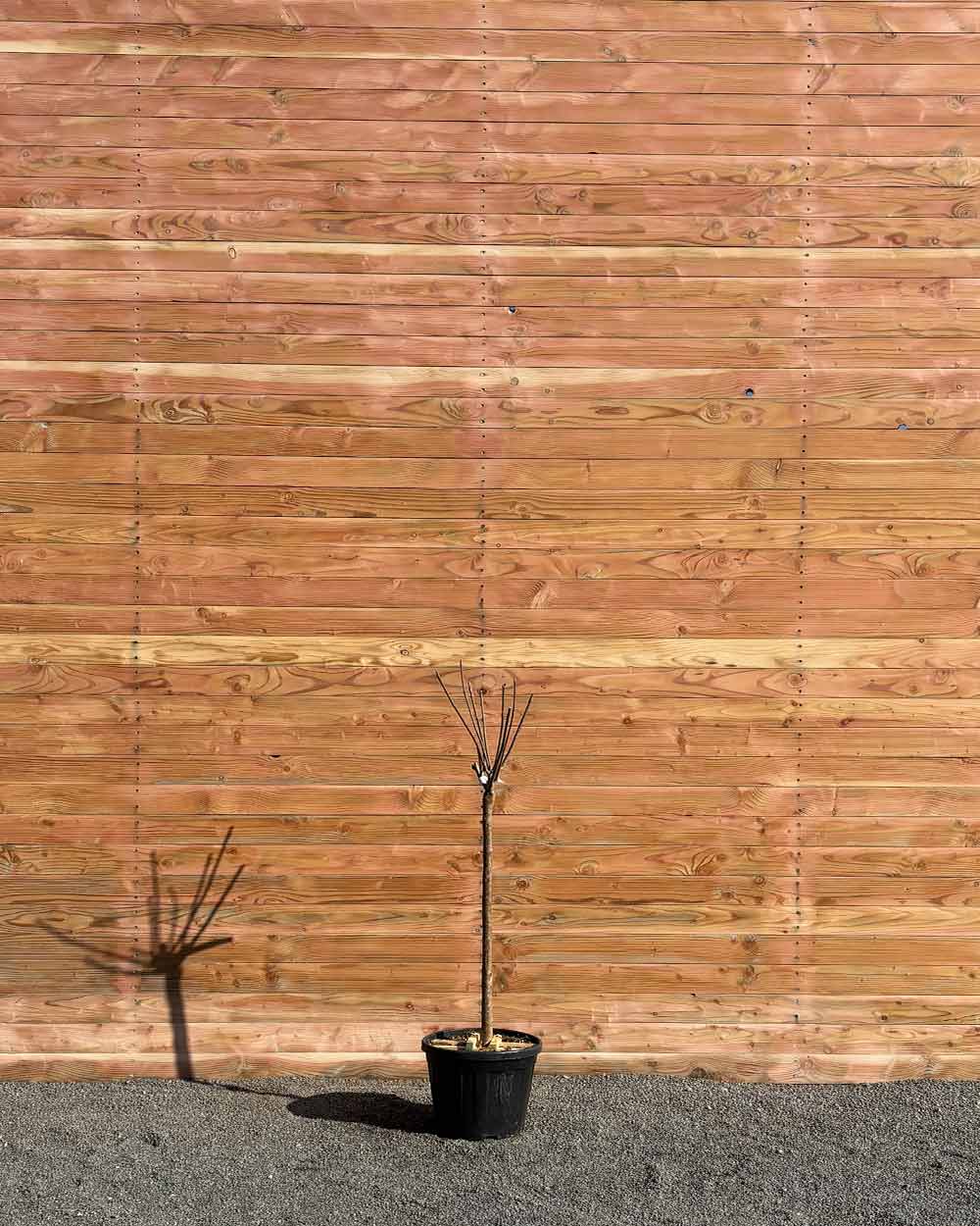 Großkroniger Trompetenbaum – Catalpa bungei