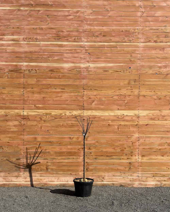 Großkroniger Trompetenbaum – Catalpa bungei