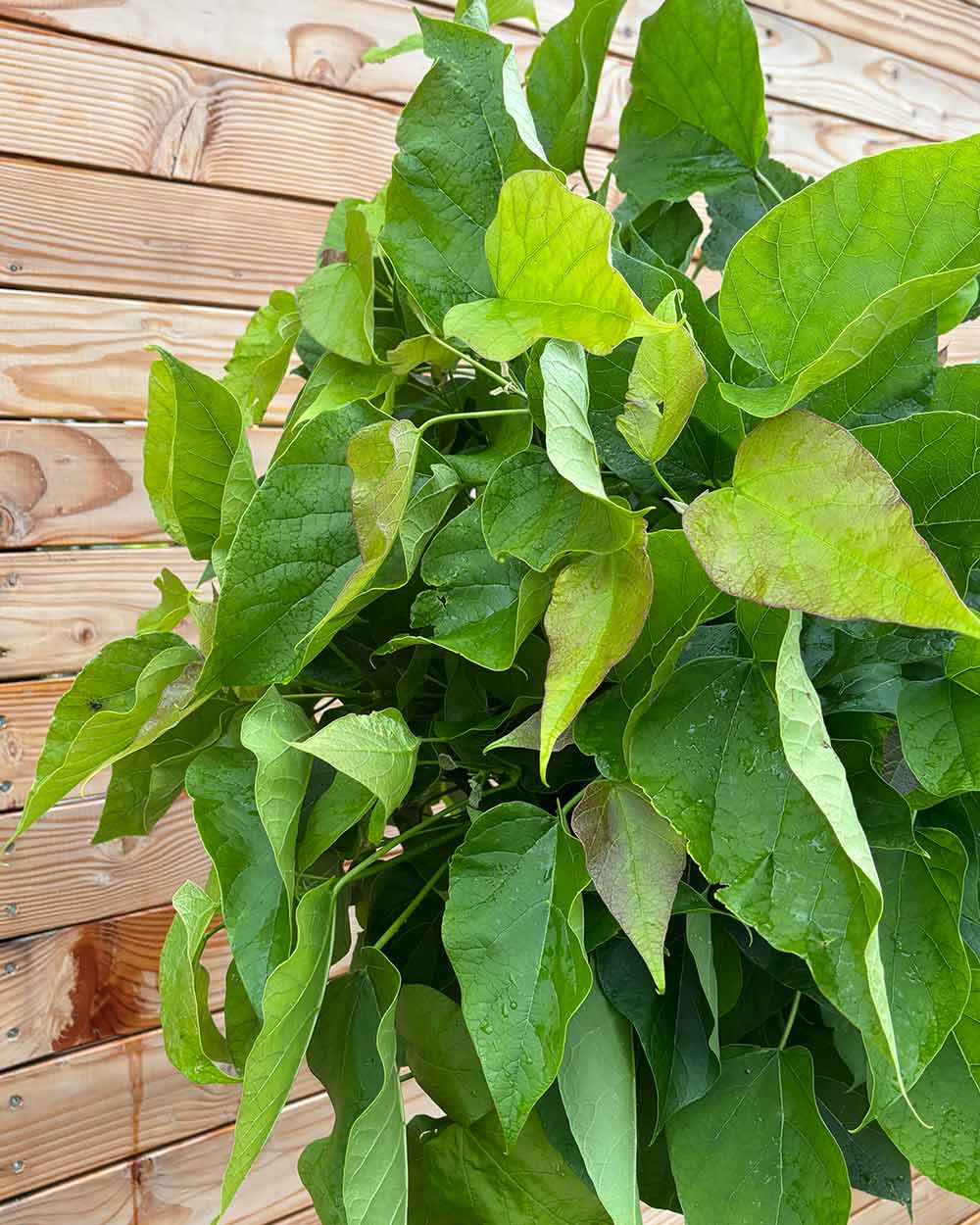 Kugeltrompetenbaum "Catalpa bignonioides Nana" Hochstamm