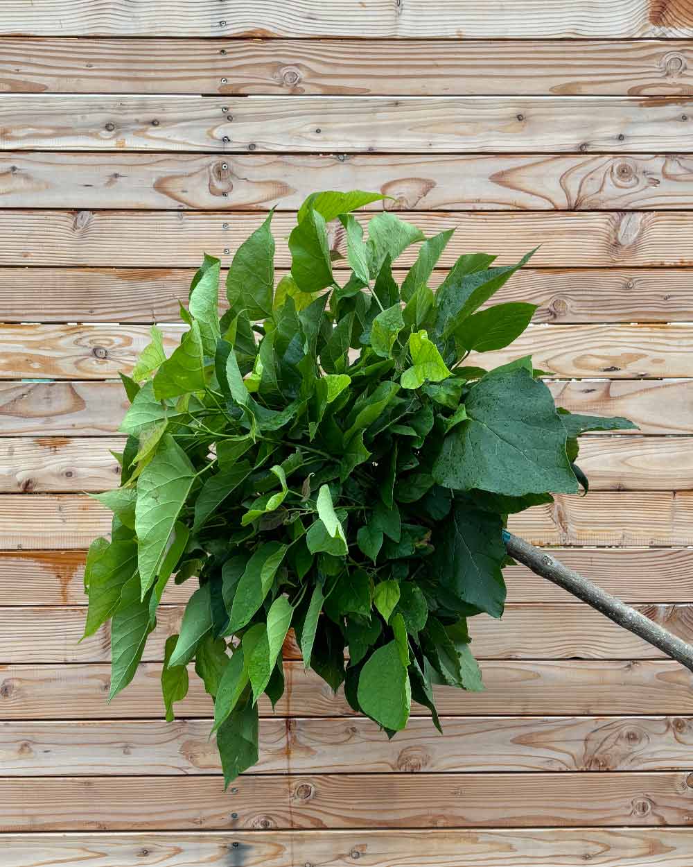 Kugeltrompetenbaum "Catalpa bignonioides Nana" Hochstamm