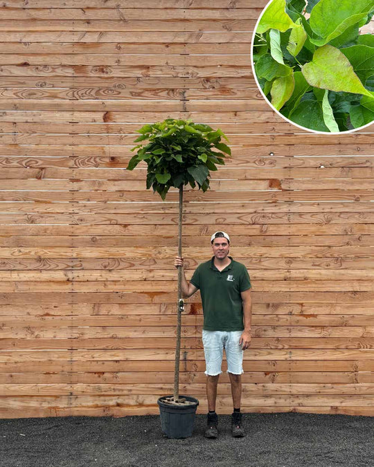Kugeltrompetenbaum (Catalpa bignonioides ‘Nana’) Hochstamm