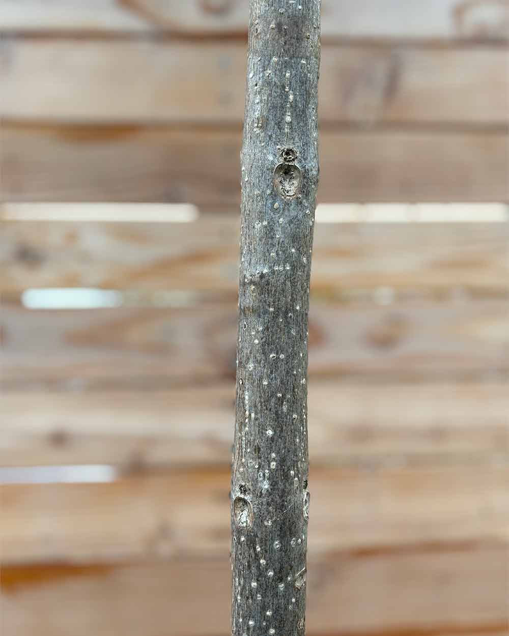 Großkroniger Trompetenbaum – Catalpa bungei