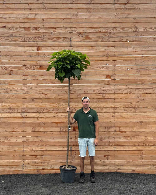 Kugeltrompetenbaum "Catalpa bignonioides Nana" Hochstamm