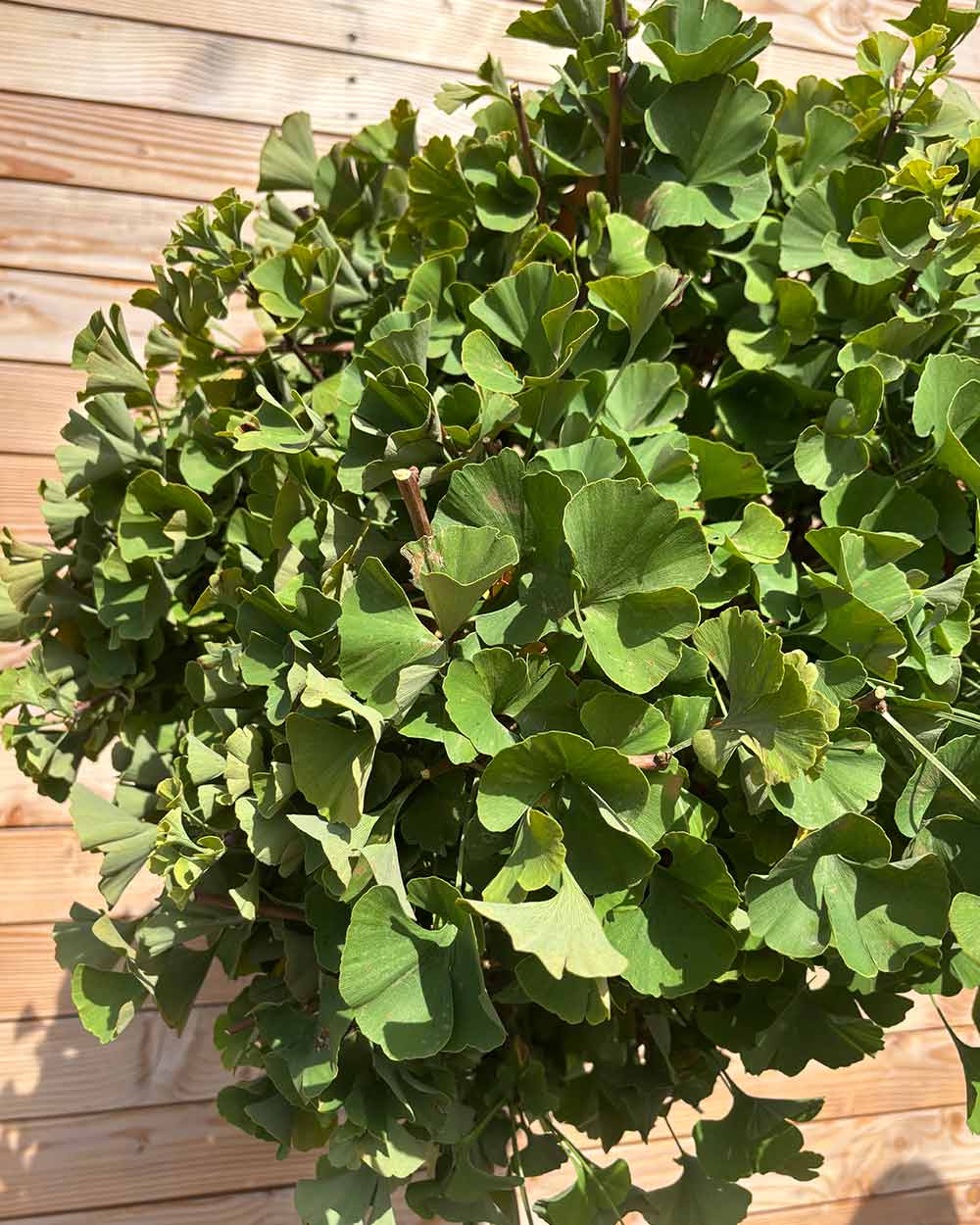 Ginkgo "biloba ‘Mariken’" Hochstamm