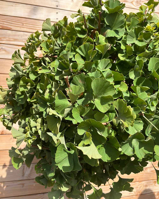 Ginkgo "biloba ‘Mariken’" Hochstamm