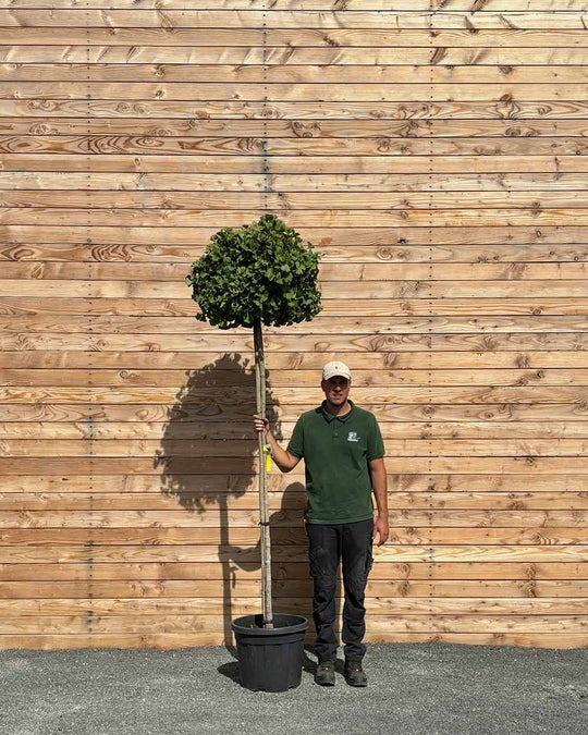 Ginkgo "biloba ‘Mariken’" Hochstamm