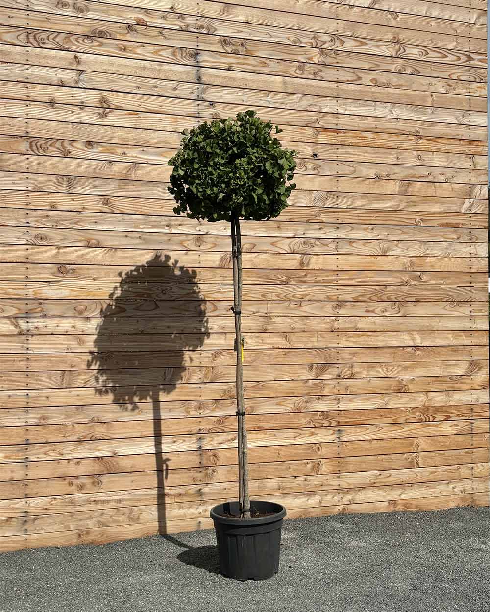 Ginkgo "biloba ‘Mariken’" Hochstamm