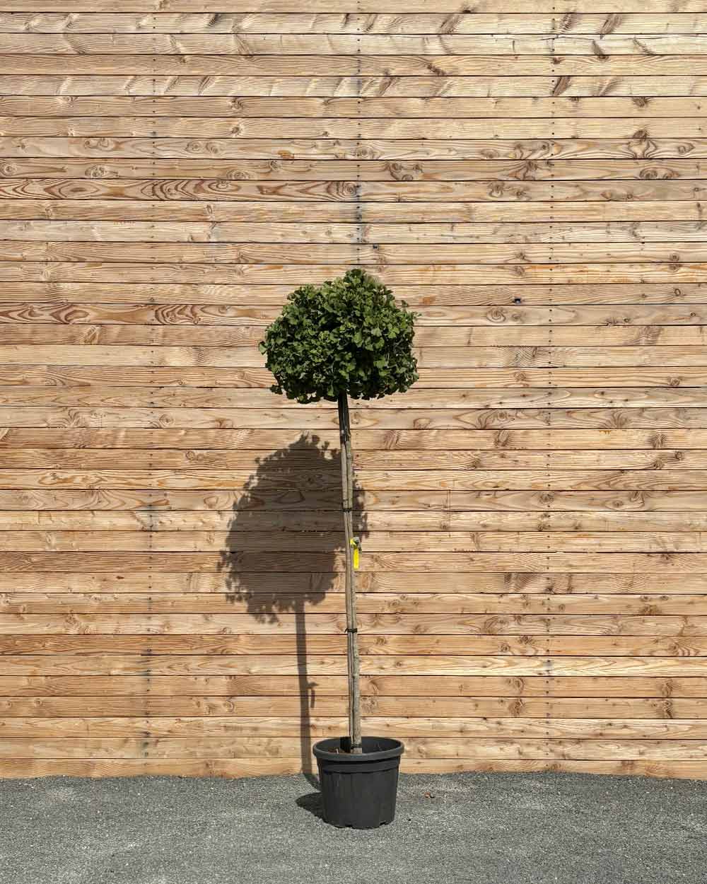 Ginkgo "biloba ‘Mariken’" Hochstamm