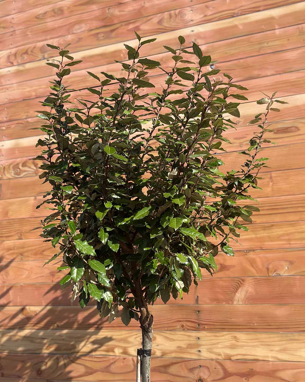 Kugel-Ölweide – Elaeagnus ebbingei ‘Compacta’ (Hochstamm)