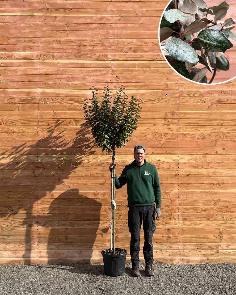 Kugel-Ölweide – Elaeagnus ebbingei ‘Compacta’ (Hochstamm)