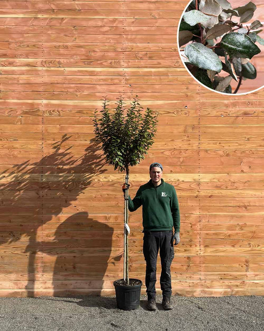 Kugel-Ölweide – Elaeagnus ebbingei ‘Compacta’ (Hochstamm)
