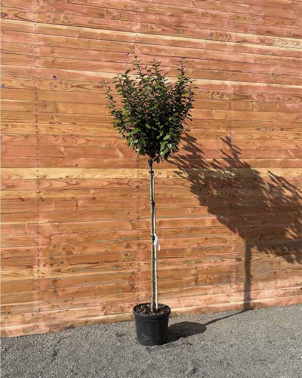 Kugel-Ölweide – Elaeagnus ebbingei ‘Compacta’ (Hochstamm)