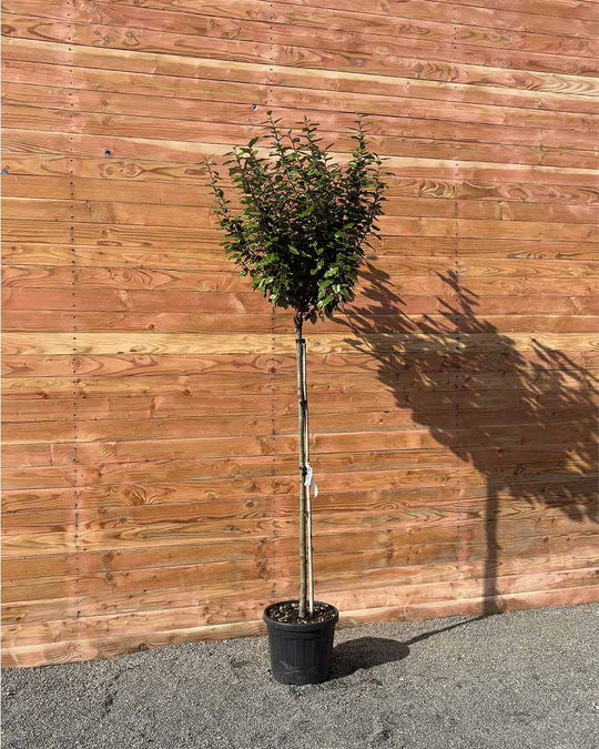 Kugel-Ölweide – Elaeagnus ebbingei ‘Compacta’ (Hochstamm)