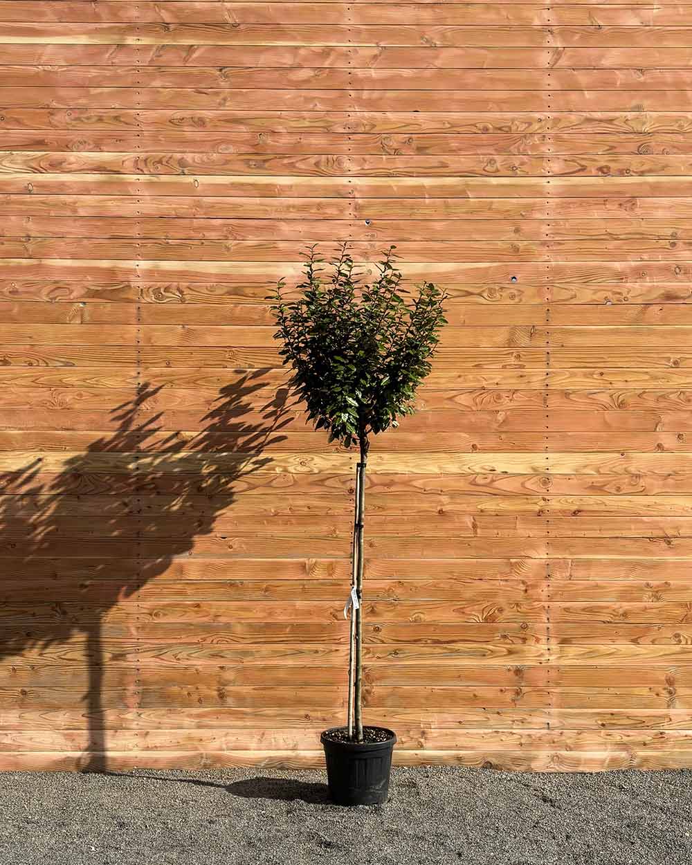 Kugel-Ölweide – Elaeagnus ebbingei ‘Compacta’ (Hochstamm)