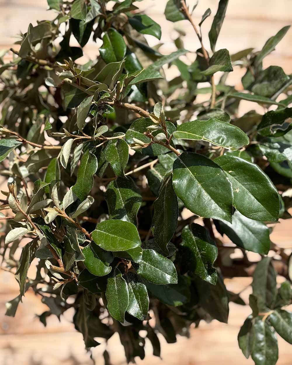 Kugel-Ölweide "Elaeagnus ebbingei" Hochstamm