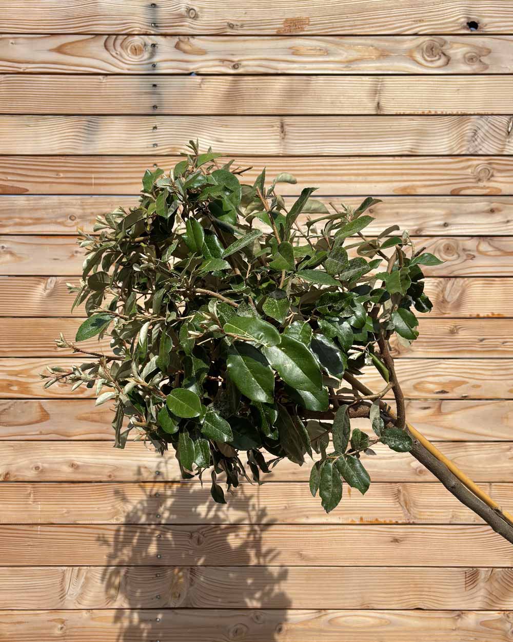 Kugel-Ölweide "Elaeagnus ebbingei" Hochstamm