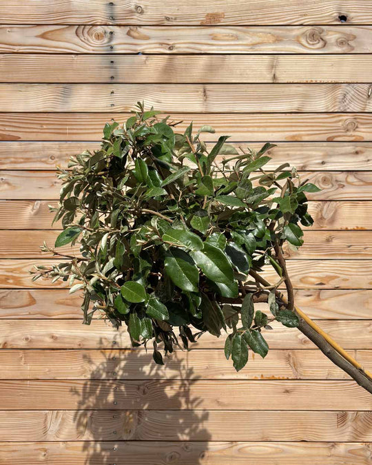 Kugel-Ölweide "Elaeagnus ebbingei" Hochstamm