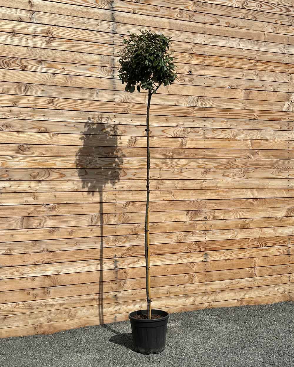 Kugel-Ölweide "Elaeagnus ebbingei" Hochstamm