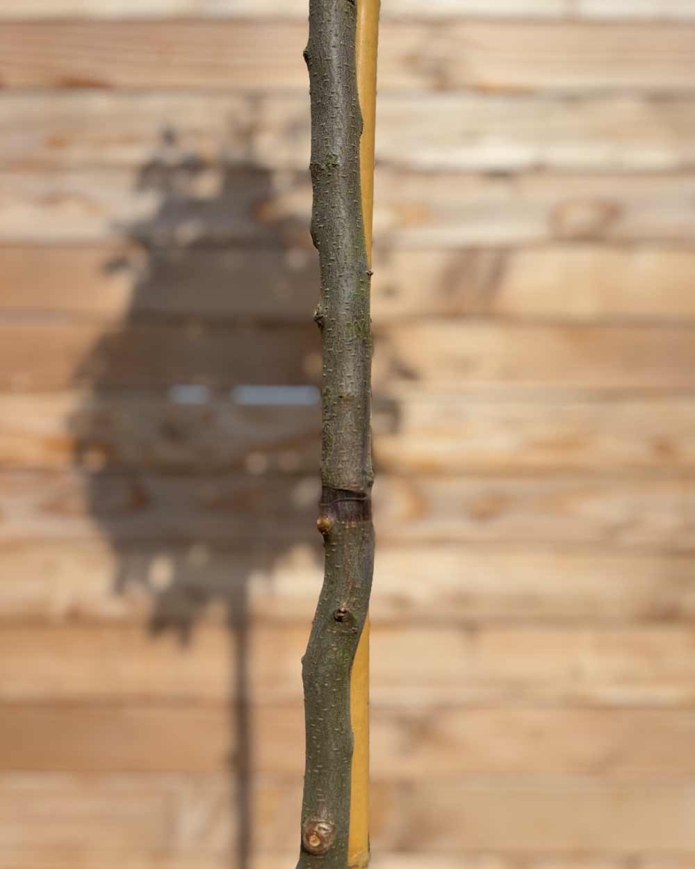 Kugel-Ölweide "Elaeagnus ebbingei" Hochstamm